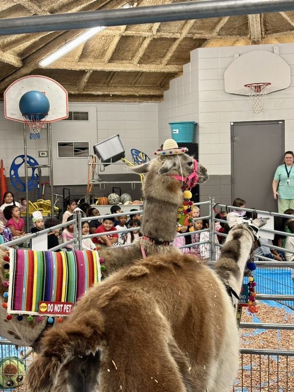 Llamas observing the 2nd grade students
