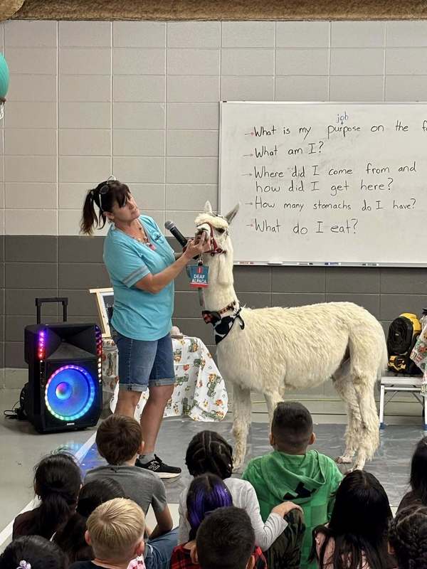 Susan showing students that Rascal does not have upper front teeth, a trait common in animals with multiple stomachs