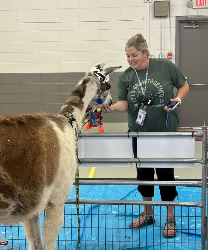 Our principal Ms. O'Bradovich feeding the llama