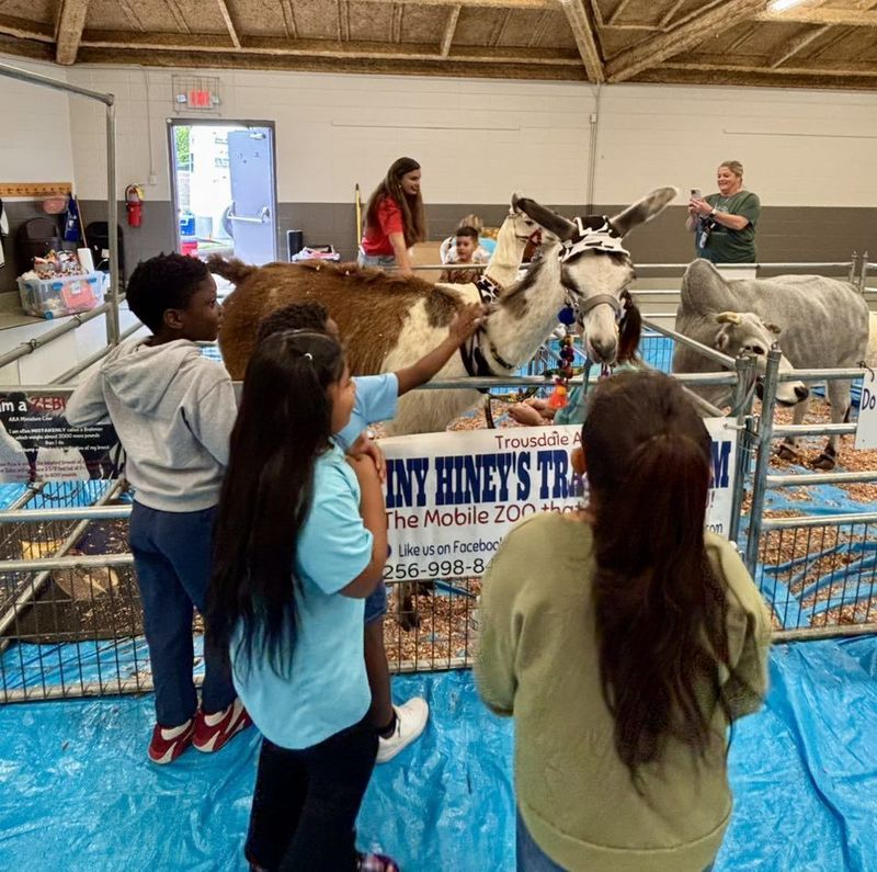 Students petting the blind llama during the petting zoo portion.