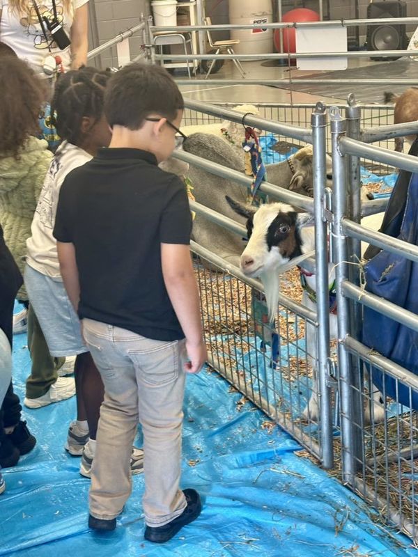 Kindergarteners observing one of the goats.