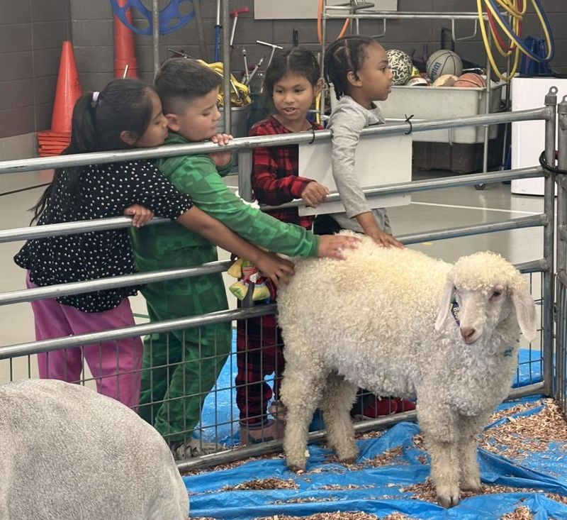 2nd grade students petting the angora sheep.