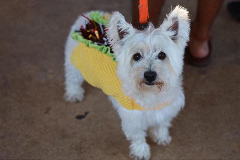 White fluffy dog in a taco costume was ready to party at the celebration.