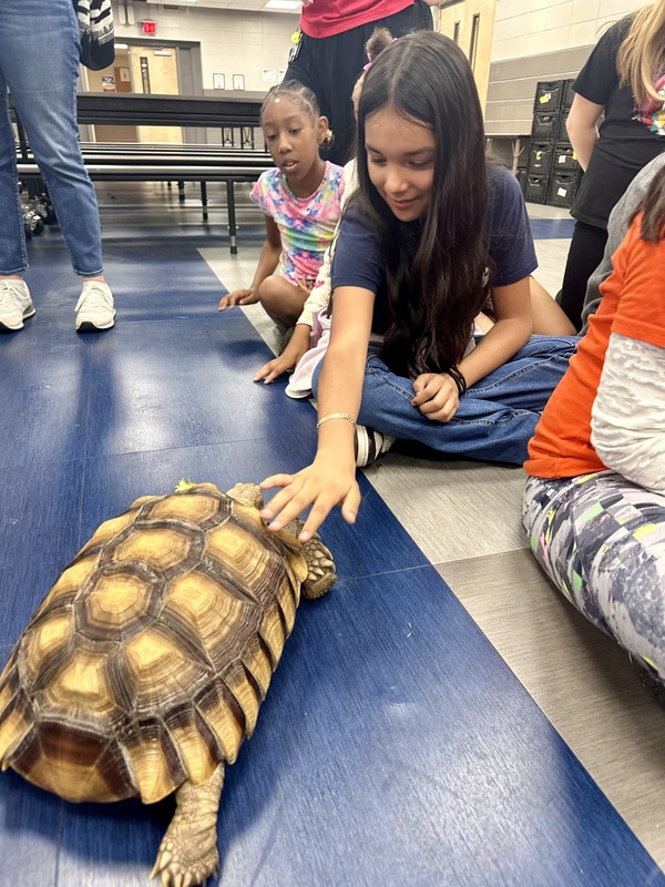 A fourth grader petting Twickenham the tortoise.