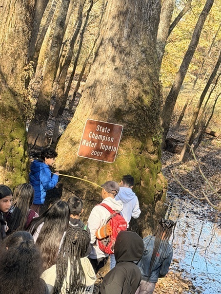 Students measure a large tree that bears a plaque reading "state champion 2007 Water Tupelo"