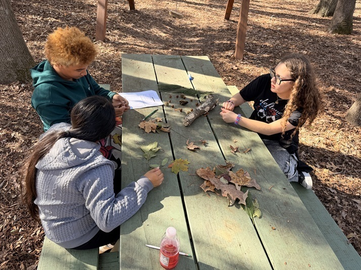 Students identify and collect leaves