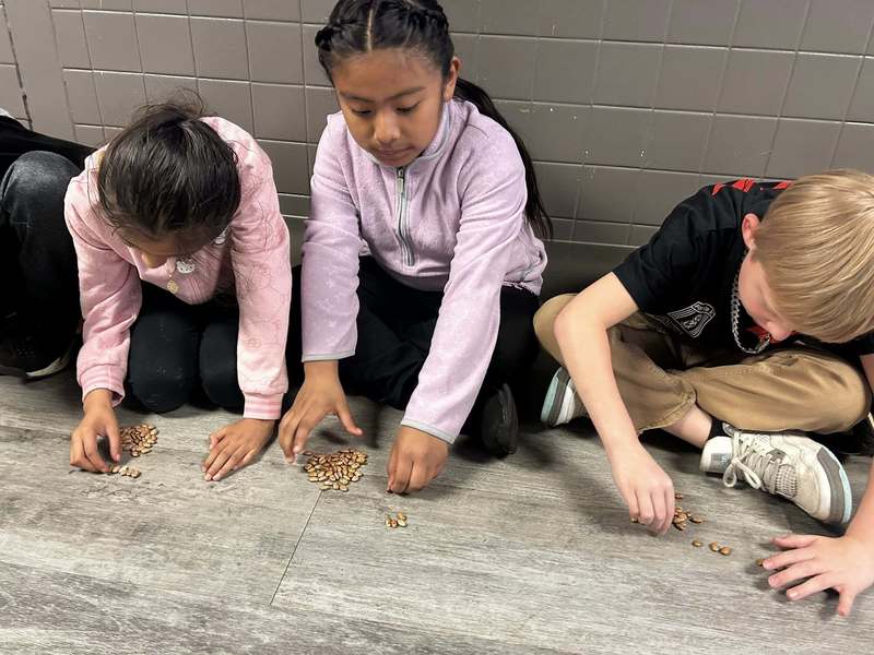 Students counting beans as part of the Math ACAP Experience.