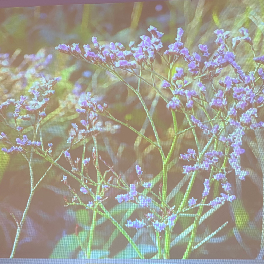 photo of misty blue plant