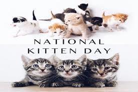 National Kitten Day