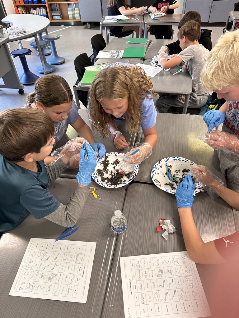 5th graders exploring Owl Pellets