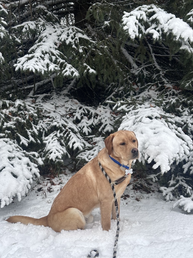 Teddy, Spring Mills new Therapy Dog