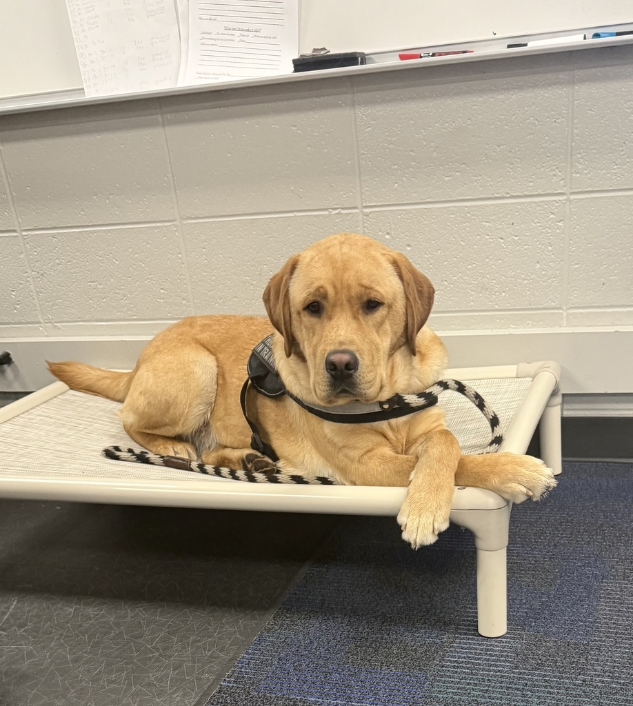 Teddy, Spring Mills new Therapy Dog