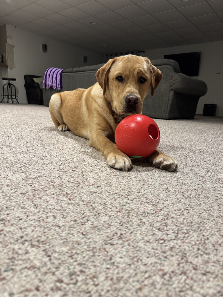Teddy, Spring Mills new Therapy Dog