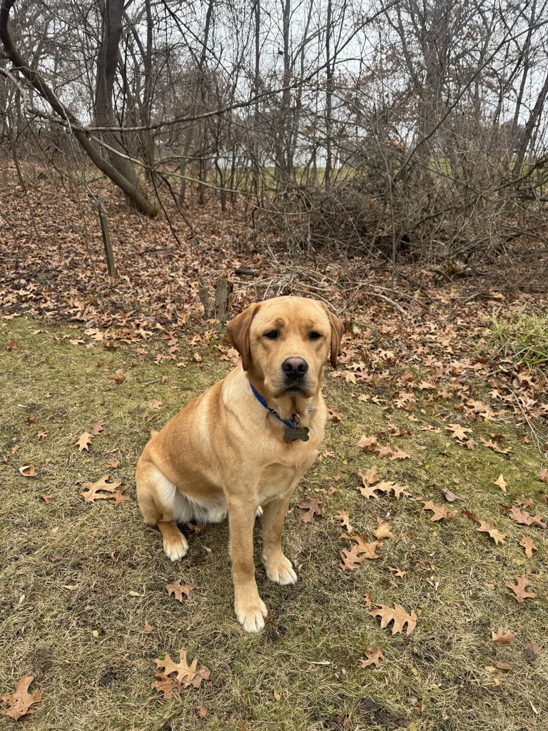 Teddy, Spring Mills new Therapy Dog