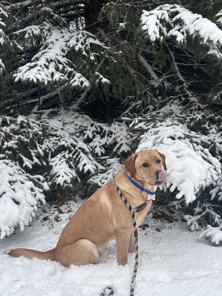 Teddy, Spring Mills new Therapy Dog
