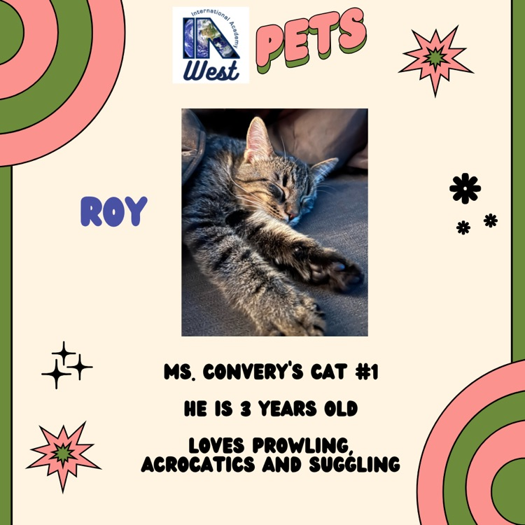 Roy the cat