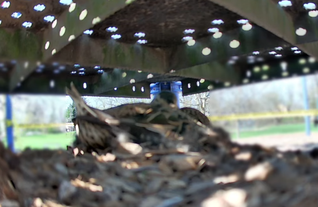 Picture of duck nesting underneath playground equipment