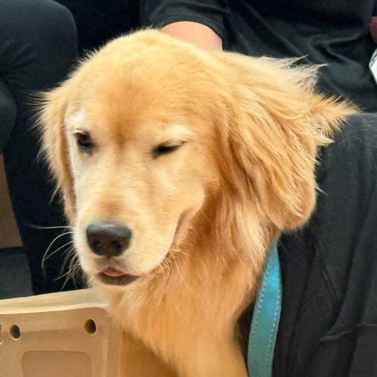 service dog looking at camera