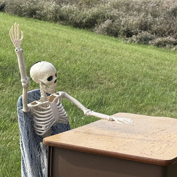 skeletons set up on the grass out front of a school.