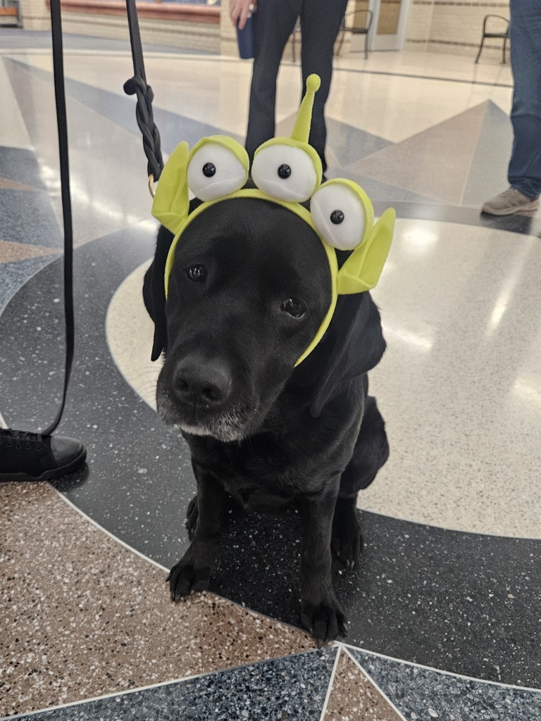 Picture of black service / support dog Rosie wearing a goofy hat