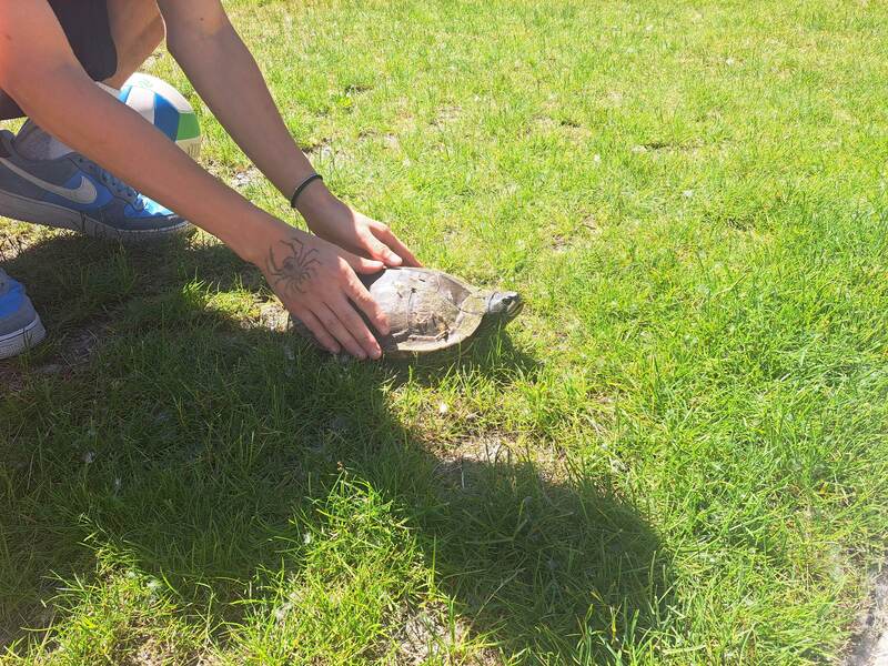 Turtle sighting on field trip
