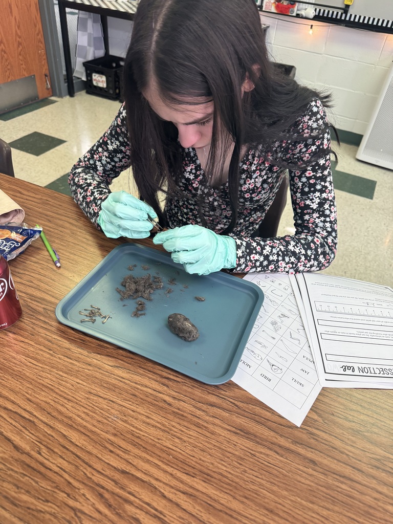 From isolating DNA from strawberries in Forensics during our DNA Evidence Unit to dissecting owl pellets and uncovering tiny skeletons in Zoology’s Bird unit- science is so fun in Mrs.Byrds high school science classroom! 