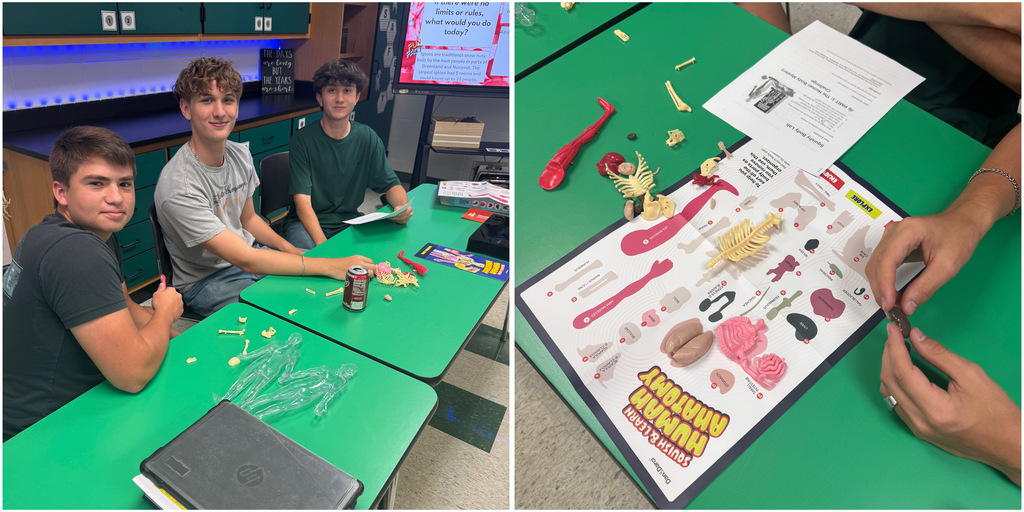 In Mrs. Byrd’s A&P Class, students followed guiding questions and began exploring the human body using the Squish and Learn body models. This hands-on activity introduced students to the major body systems they will be learning and exploring throughout the year.