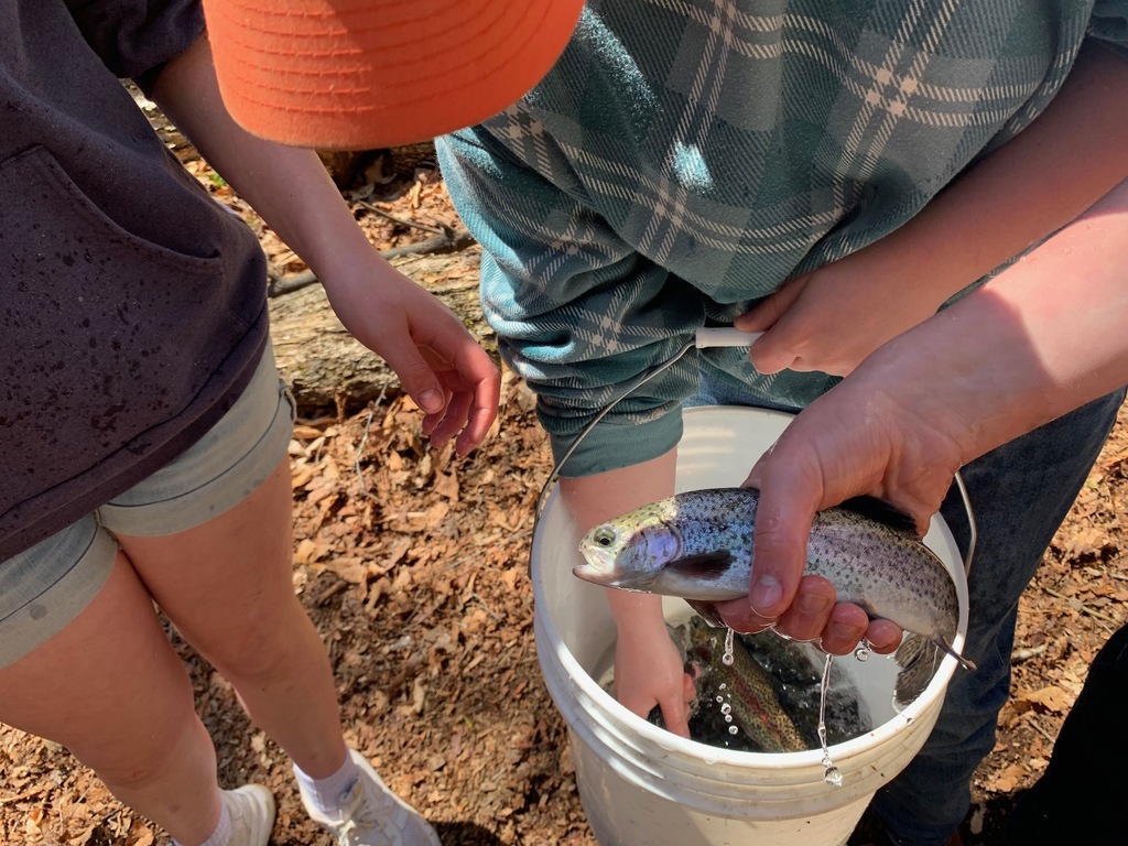 Trout Stocking