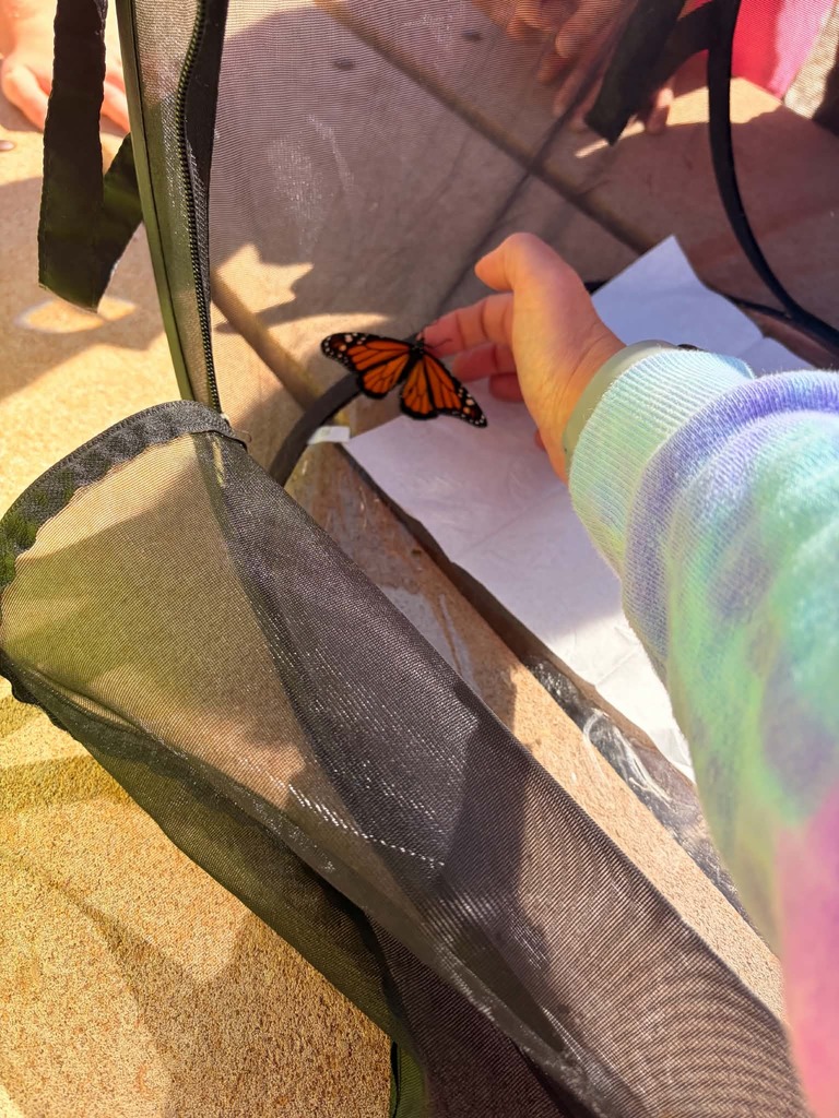 Butterfly