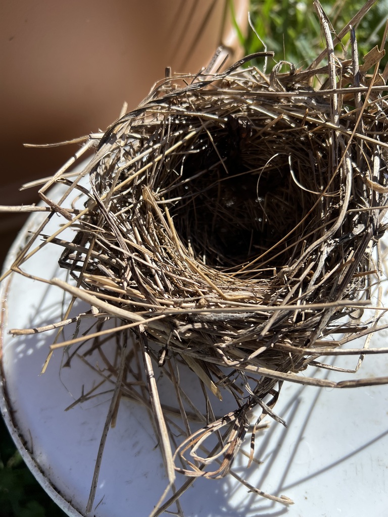 Sparrow Nest