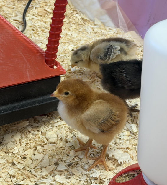 Baby Chicks