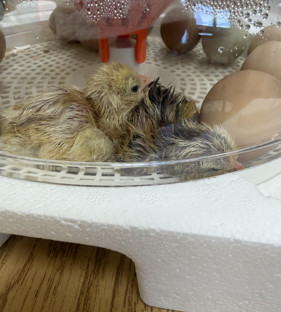 Baby Chicks