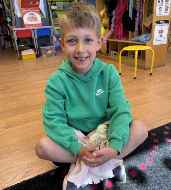 Baby Chicks