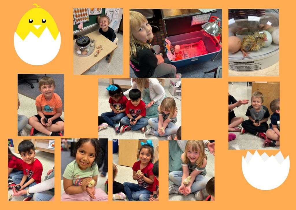 Kindergarten chicks