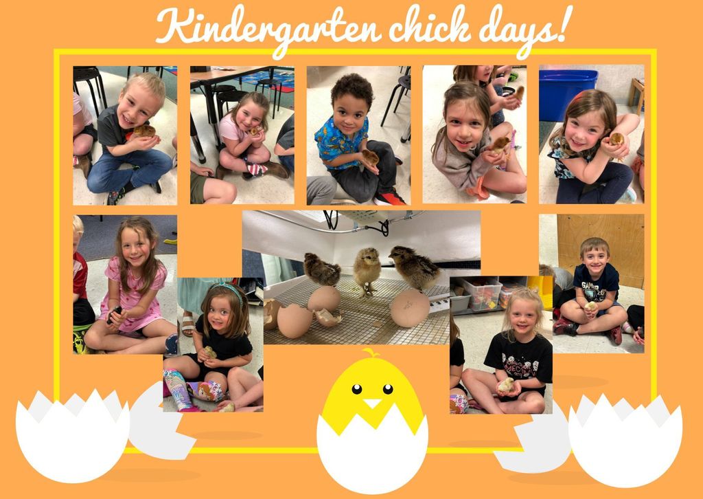 Kindergarten chicks