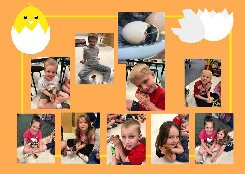 Kindergarten chicks