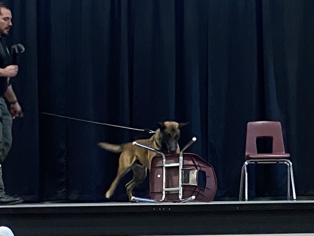 Dog in the assembly