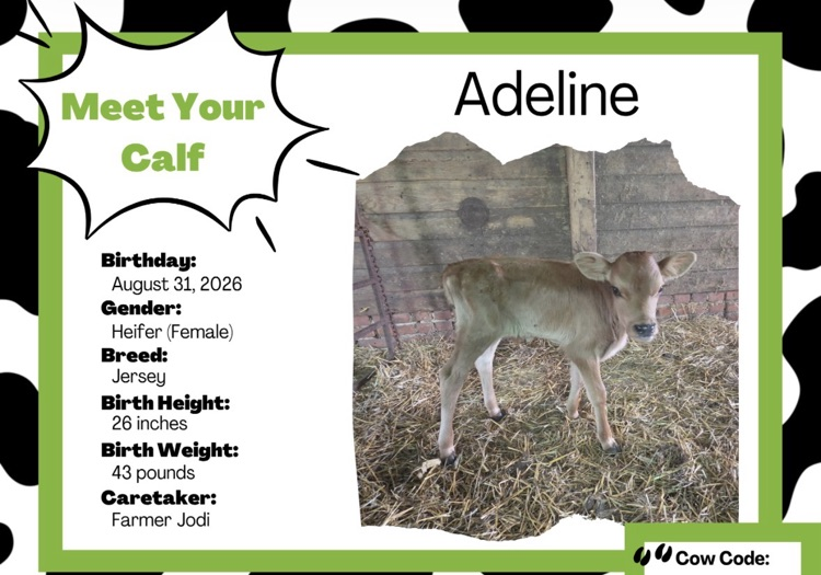 calf