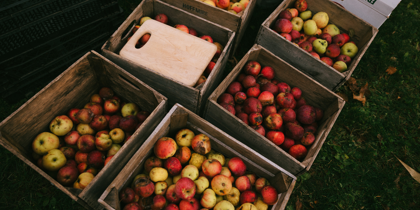 Wooden crates filled with assorted apples sit on the grass, showing a mix of red, yellow, and mottled fruit. A small wooden cutting board rests on top of one of the crates.