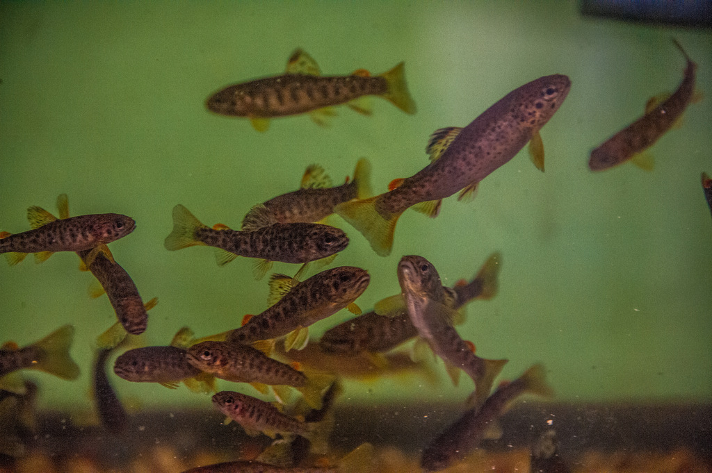 Several small fish with yellow fins swim in a green-tinted aquarium against a blurred background.