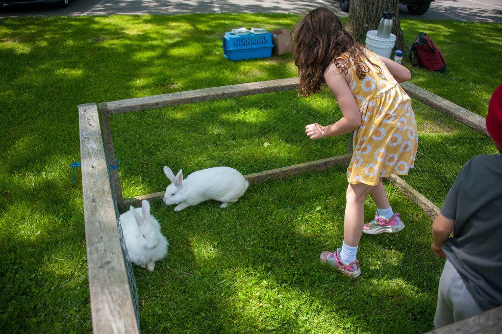 Two white rabbits are on grass in a fenced area with a girl and boy nearby.