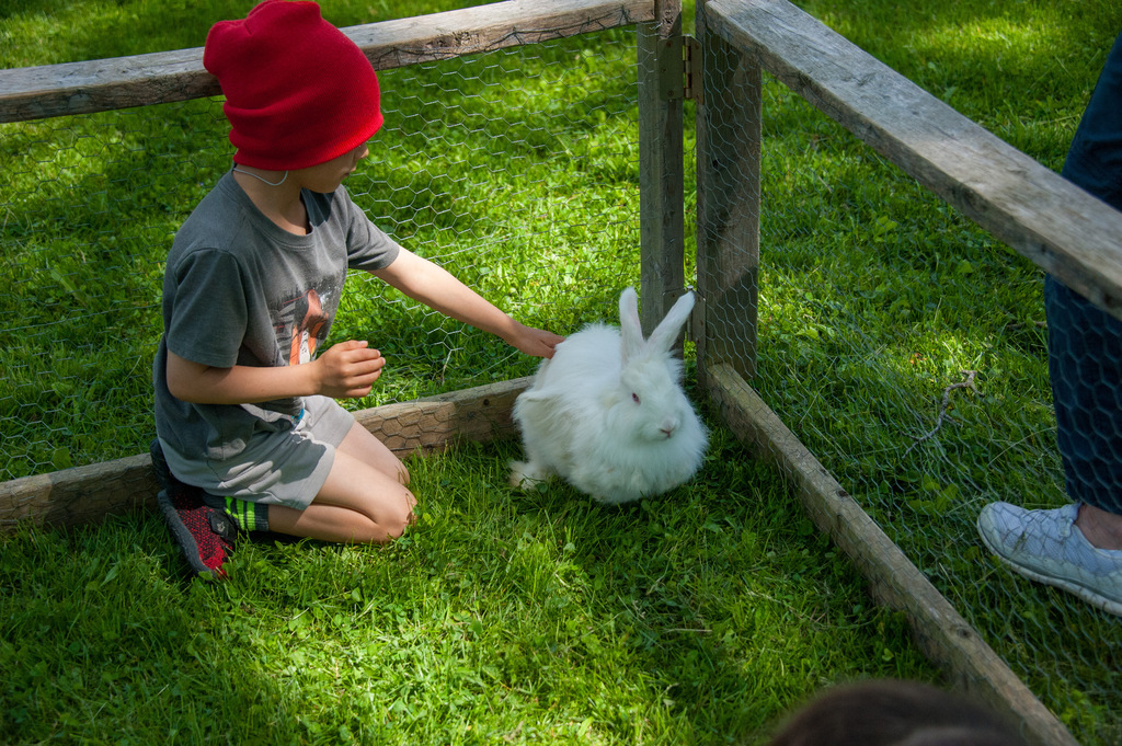 A child in red and gray clothing pets a white rabbit in a wooden enclosure with a fence.