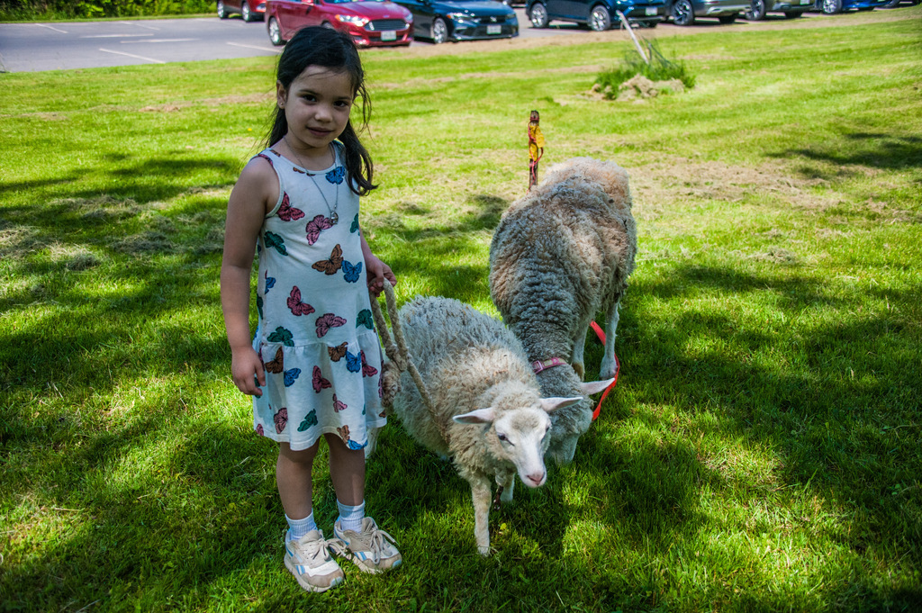 Girl in floral dress holding leashes for two sheep in a grassy park with vehicles parked in the background.