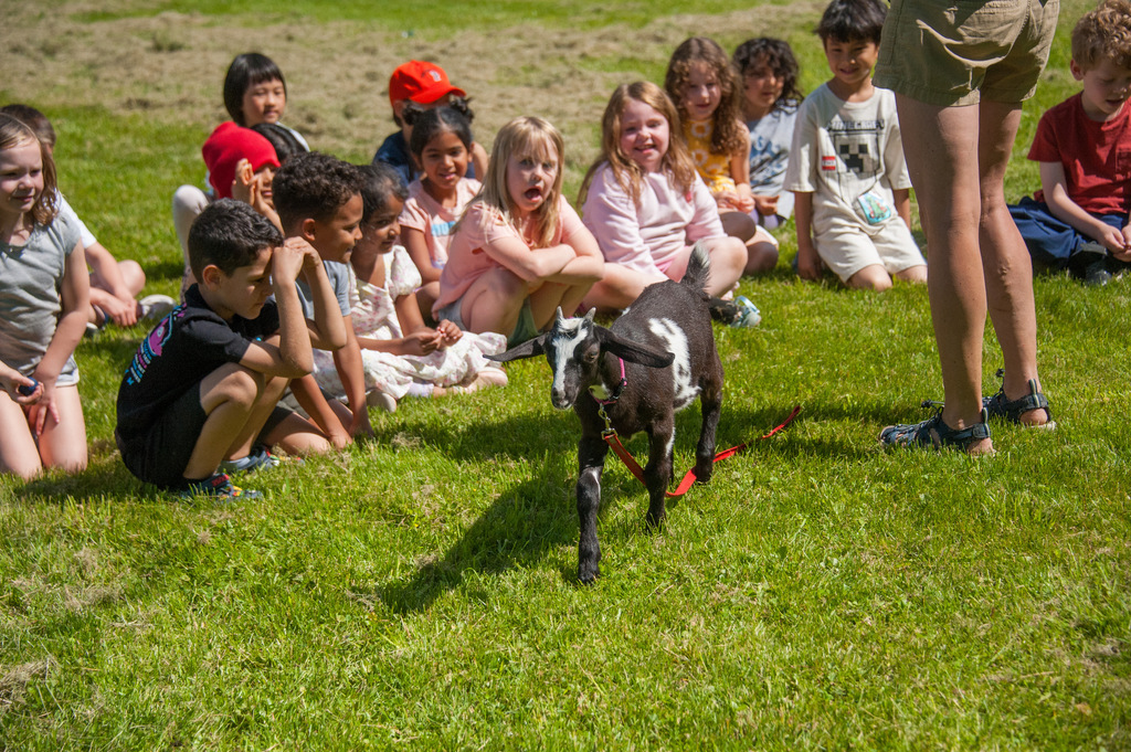 Kids sit on green grass, watching a small goat walk past them with a leash.