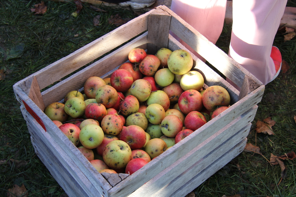 A wooden crate filled with red, yellow, and green apples on green grass with some leaves.
