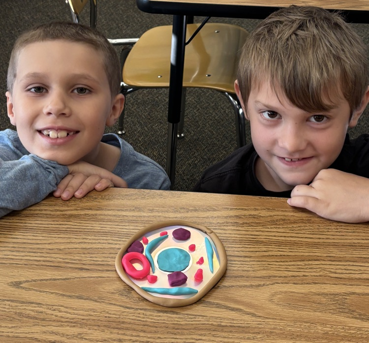 cell model