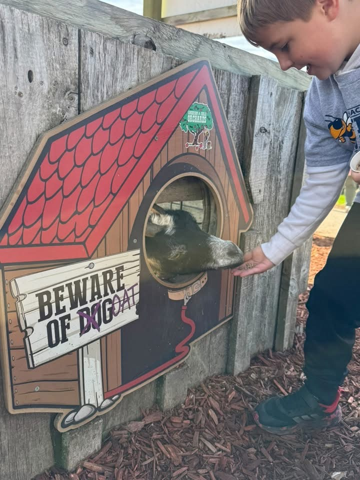 student feeding a goat