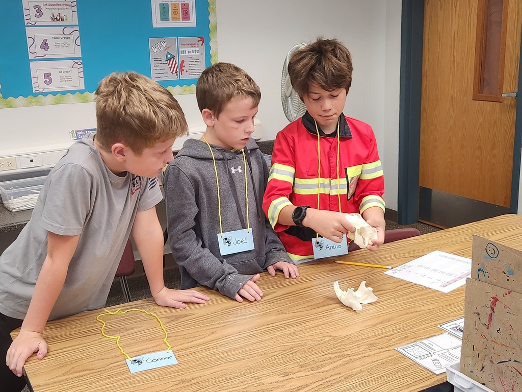 4th graders studying skulls of animals.