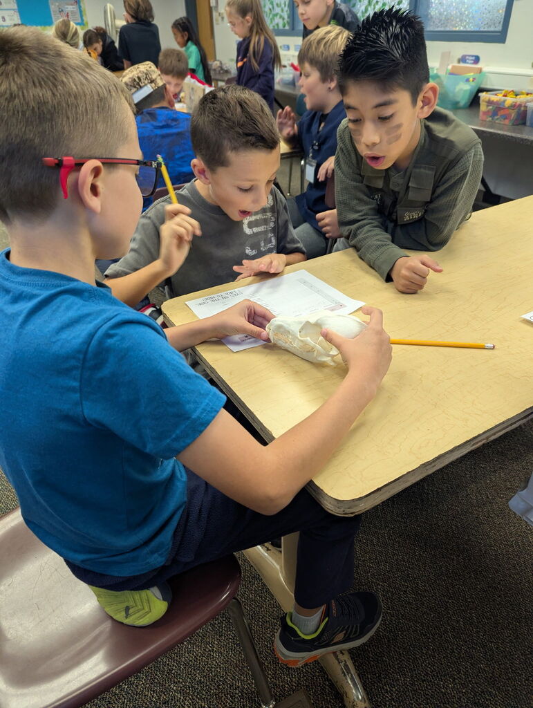 4th graders studying skulls of animals..