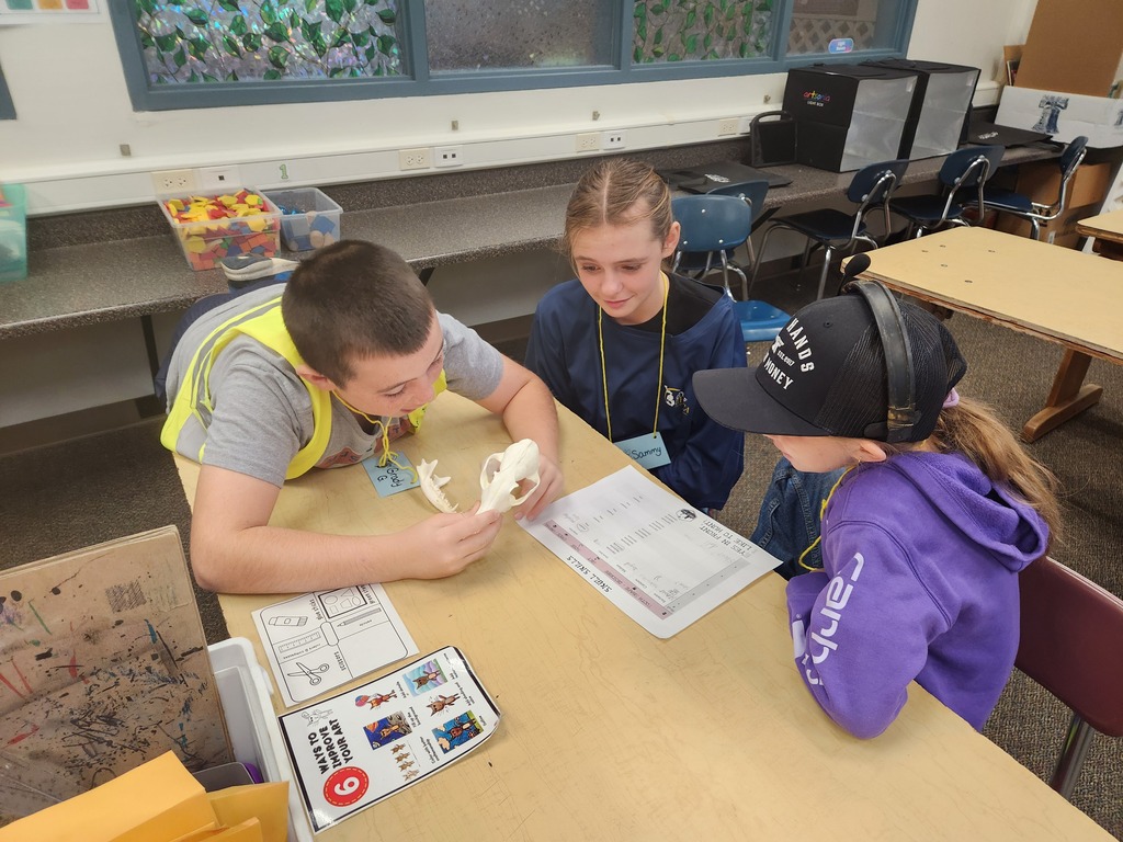 4th graders studying skulls of animals...